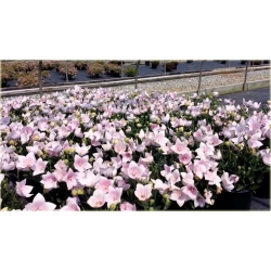 bylina Platykodon Rozwar B242